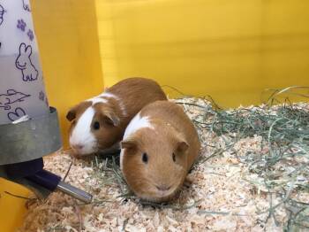Rescue Guinea Pig Guinea Pigs for Adoption in San Diego, California - Halle ( Bonded To Hathaway) | PetCurious